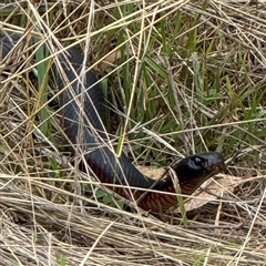 Pseudechis porphyriacus at Orangeville, NSW - 10 Mar 2025 02:57 PM