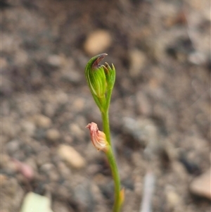 Speculantha rubescens (Blushing Tiny Greenhood) at Acton, ACT - 10 Mar 2025 by Csteele4