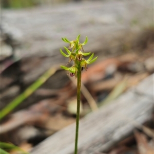 Corunastylis cornuta at Acton, ACT - suppressed