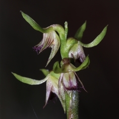 Corunastylis cornuta at Acton, ACT - suppressed