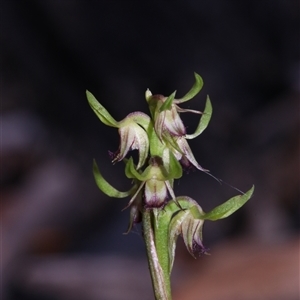 Corunastylis cornuta at Acton, ACT - suppressed