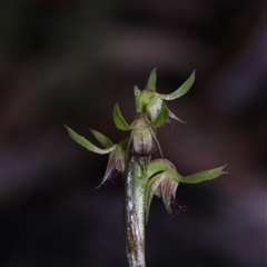 Corunastylis cornuta at Acton, ACT - suppressed