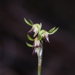 Corunastylis cornuta at Acton, ACT - suppressed