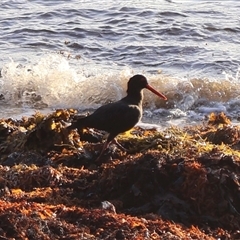 Haematopus fuliginosus (Sooty Oystercatcher) at Ulladulla, NSW - 10 Mar 2025 by Clarel