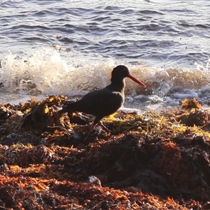 Haematopus fuliginosus (Sooty Oystercatcher) at Ulladulla, NSW - Yesterday by Clarel