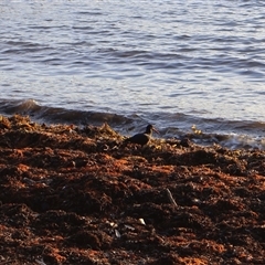 Haematopus fuliginosus at Ulladulla, NSW - suppressed