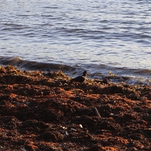 Haematopus fuliginosus at Ulladulla, NSW - suppressed