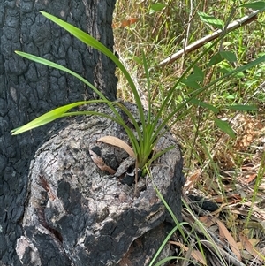 Cymbidium suave at Woodburn, NSW - suppressed