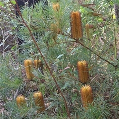 Banksia spinulosa var. spinulosa (Hairpin Banksia) at Woodburn, NSW - 10 Mar 2025 by Clarel