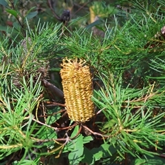 Banksia spinulosa var. spinulosa at Woodburn, NSW - 10 Mar 2025 09:51 AM