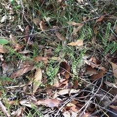 Lindsaea linearis (Screw Fern) at Woodburn, NSW - 10 Mar 2025 by Clarel