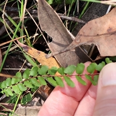 Lindsaea linearis at Woodburn, NSW - 10 Mar 2025 09:45 AM