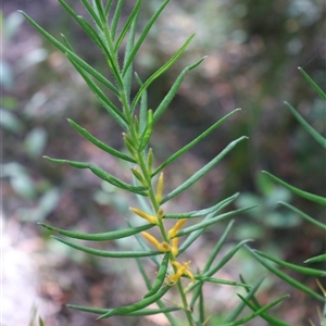 Persoonia mollis (Soft Geebung) at Woodburn, NSW - Yesterday by Clarel