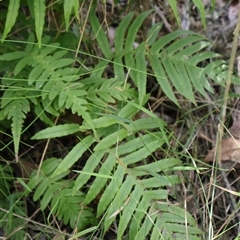 Blechnum cartilagineum (Gristle Fern) at Woodburn, NSW - 10 Mar 2025 by Clarel