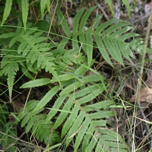 Blechnum cartilagineum (Gristle Fern) at Woodburn, NSW - Yesterday by Clarel