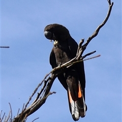 Calyptorhynchus lathami lathami (Glossy Black-Cockatoo) at Ulladulla, NSW - 10 Mar 2025 by Clarel