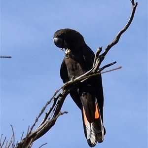 Calyptorhynchus lathami lathami (Glossy Black-Cockatoo) at Ulladulla, NSW - 10 Mar 2025 by Clarel