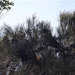 Calyptorhynchus lathami lathami at Ulladulla, NSW - suppressed