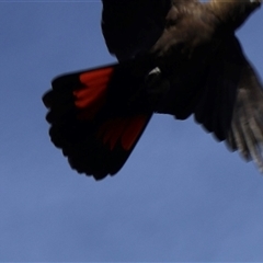 Calyptorhynchus lathami lathami at Ulladulla, NSW - suppressed