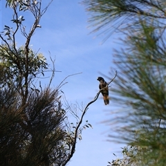 Calyptorhynchus lathami lathami at Ulladulla, NSW - suppressed