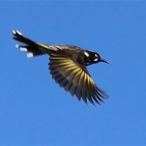 Phylidonyris novaehollandiae (New Holland Honeyeater) at Ulladulla, NSW - Yesterday by Clarel