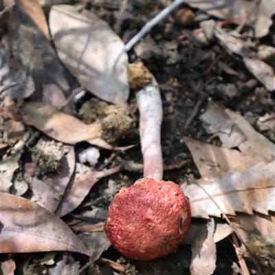 Unidentified Bolete - Fleshy texture, stem central (more-or-less) at Ulladulla, NSW - 10 Mar 2025 by Clarel