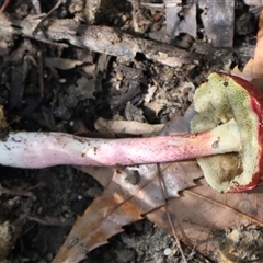 Boletales at Ulladulla, NSW - 10 Mar 2025 01:12 PM