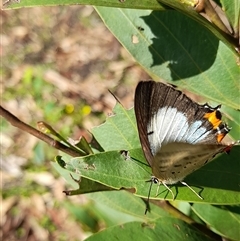 Unidentified Butterfly (Lepidoptera, Rhopalocera) at Bangalee, NSW - Today by VanceLawrence