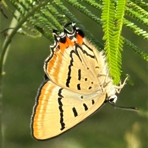 Jalmenus evagoras (Imperial Hairstreak) at Kangaroo Valley, NSW - Yesterday by lbradley