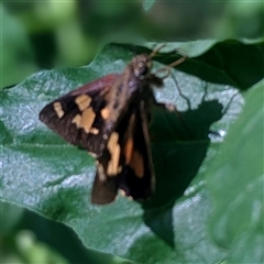 Ocybadistes walkeri (Green Grass-dart) at Green Cape, NSW - 8 Mar 2025 by HelenCross