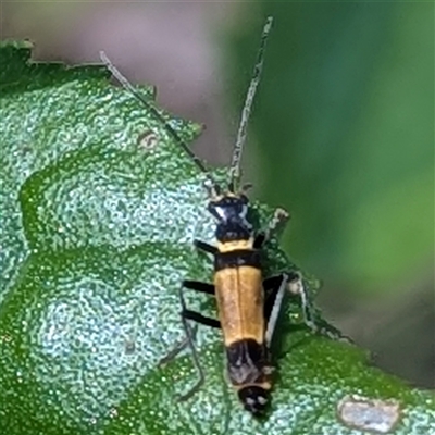 Chauliognathus sp. (genus) (Soldier beetle) at Kiah, NSW - 8 Mar 2025 by HelenCross