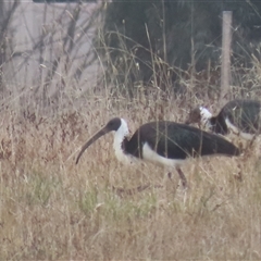 Threskiornis spinicollis (Straw-necked Ibis) at Franklin, ACT - 5 Jun 2024 by AndyRoo