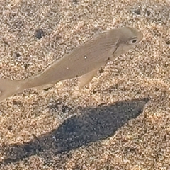 Unidentified Native Fish at Green Cape, NSW - 8 Mar 2025 by HelenCross