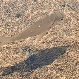 Acanthopagrus australis at Green Cape, NSW - 8 Mar 2025 04:05 PM