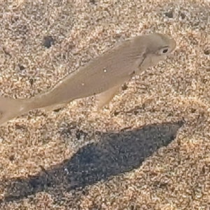 Unidentified Native Fish at Green Cape, NSW - 8 Mar 2025 by HelenCross