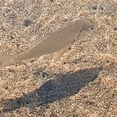 Unidentified Native Fish at Green Cape, NSW - 8 Mar 2025 by HelenCross