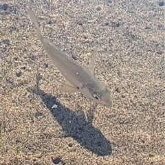 Acanthopagrus australis at Green Cape, NSW - 8 Mar 2025 04:05 PM