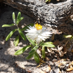 Helichrysum leucopsideum at Seal Bay, SA - 5 Dec 2024 by RobG1