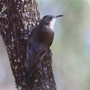 Cormobates leucophaea (White-throated Treecreeper) at Koorawatha, NSW - 8 Mar 2025 by Kooragindi