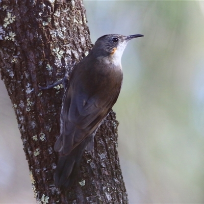 Cormobates leucophaea (White-throated Treecreeper) at Koorawatha, NSW - 8 Mar 2025 by KooragindiJohn