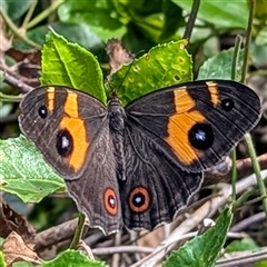 Tisiphone abeona (Varied Sword-grass Brown) at Green Cape, NSW - 8 Mar 2025 by HelenCross