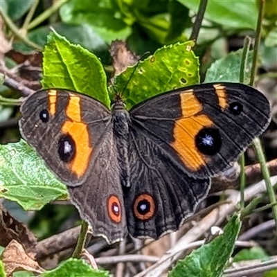 Tisiphone abeona (Varied Sword-grass Brown) at Green Cape, NSW - 8 Mar 2025 by HelenCross