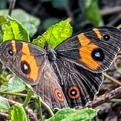 Tisiphone abeona at Green Cape, NSW - 8 Mar 2025 05:04 PM