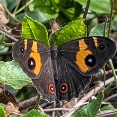 Tisiphone abeona at Green Cape, NSW - 8 Mar 2025 05:04 PM