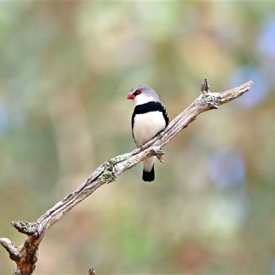 Stagonopleura guttata (Diamond Firetail) at Koorawatha, NSW - 9 Mar 2025 by KooragindiJohn