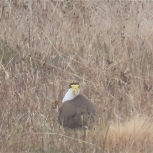 Vanellus miles at Franklin, ACT - 5 Jun 2024 01:01 PM