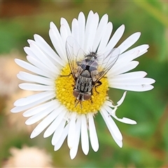 Tachinidae (family) at Wodonga, VIC - 10 Mar 2025 by KylieWaldon