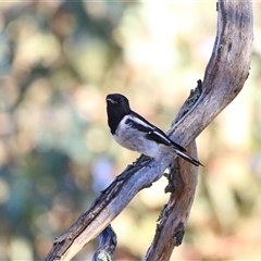 Melanodryas cucullata cucullata (Hooded Robin) at Koorawatha, NSW - 8 Mar 2025 by KooragindiJohn