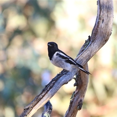 Melanodryas cucullata cucullata by Kooragindi