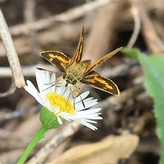 Ocybadistes walkeri (Green Grass-dart) at Wodonga, VIC - 10 Mar 2025 by KylieWaldon